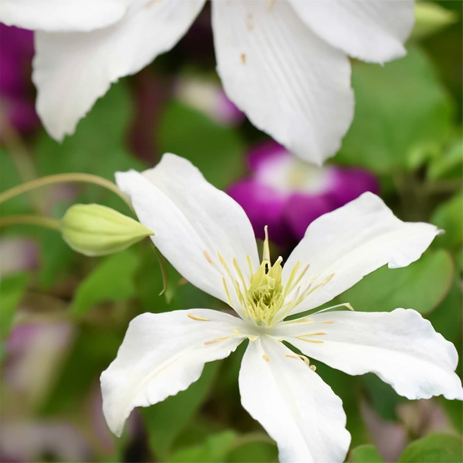 Clematis montana var. wilsonii (Pot Size 3L) Wilson's Clematis Montana - image 1