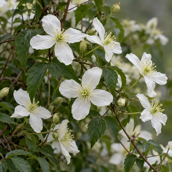 Clematis montana var. wilsonii (Pot Size 3L) Wilson's Clematis Montana