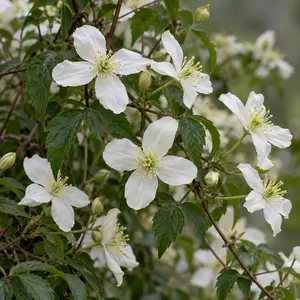 Clematis montana var. wilsonii (Pot Size 3L) Wilson's Clematis Montana