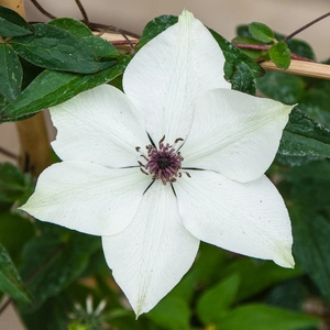 Clematis florida Pistachio™ evirida - White Clematis