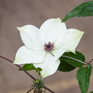 Clematis florida Pistachio™ evirida - White Clematis