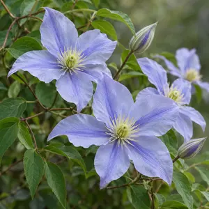 Clematis 'Prince Charles' (Pot Size 3L)