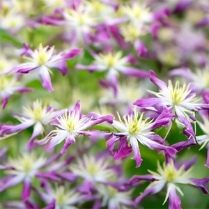 Clematis triternata 'Rubromarginata' (Pot Size 3L) Fragrant Virgin's Bower - image 1