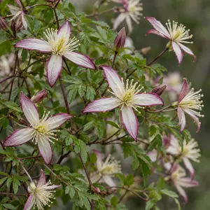 Clematis triternata 'Rubromarginata' (Pot Size 3L) Fragrant Virgin's Bower