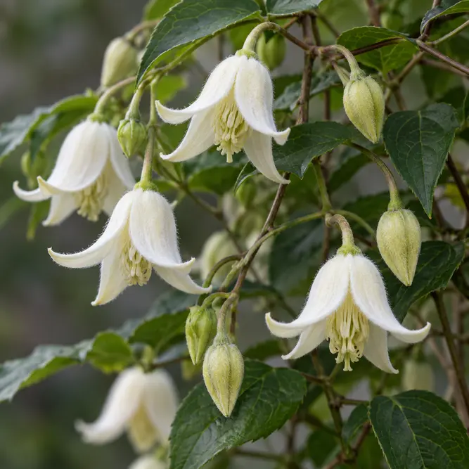 Clematis urophylla  'Winter Beauty' (Pot Size 17cm) Clematis