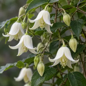 Clematis urophylla  'Winter Beauty' (Pot Size 17cm) Clematis