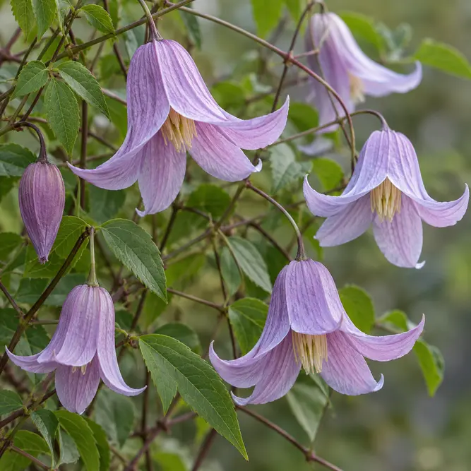 Clematis viticella 'Betty Corning' (Pot Size 3L) Betty Corning Clematis