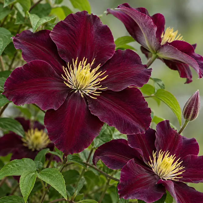 Clematis 'Warszawska Nike' (Pot Size 3L) Warsaw Nike Clematis