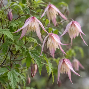 Clematis 'Willy' (Pot Size 3L)