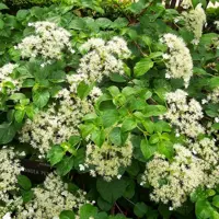 Climbing Hydrangea
