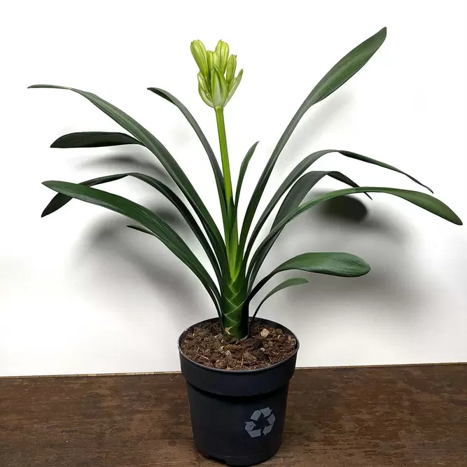 Clivia miniata (Pot Size 14cm) Bush Lily - image 2
