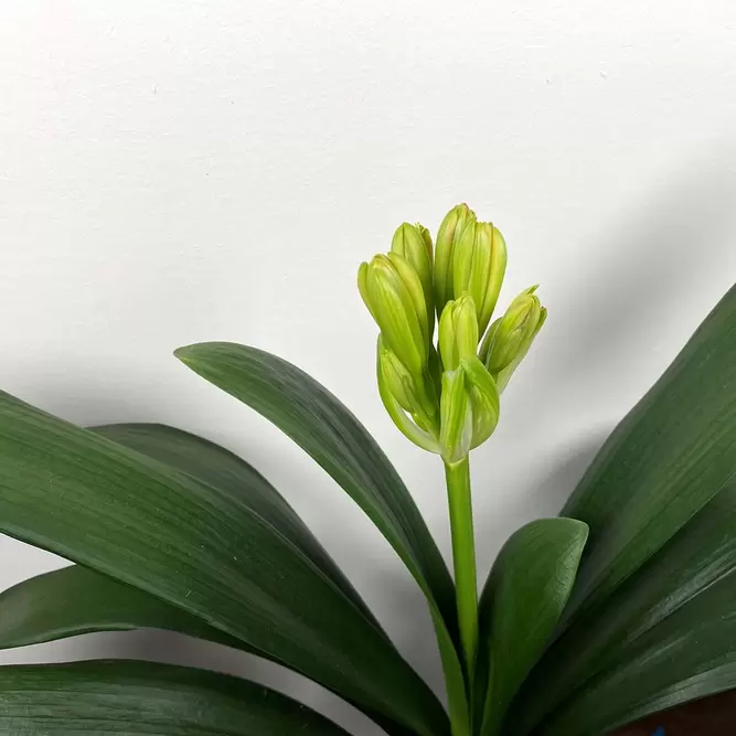 Clivia miniata (Pot Size 14cm) Bush Lily - image 3