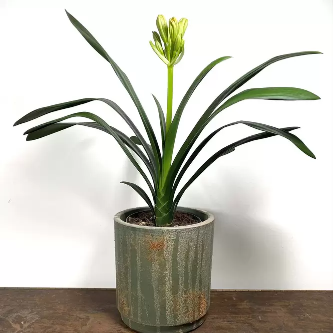 Clivia miniata (Pot Size 14cm) Bush Lily - image 4
