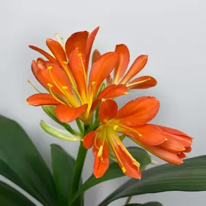 Clivia miniata (Pot Size 14cm) Bush Lily