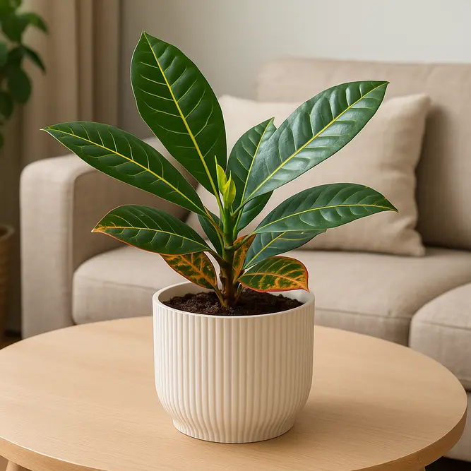 Codiaeum variegatum ‘Petra’  (Pot Size 13cm) Croton Iceton - image 1