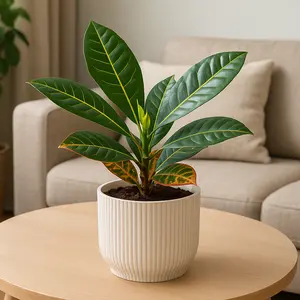 Codiaeum variegatum ‘Petra’  (Pot Size 13cm) Croton Iceton - image 1