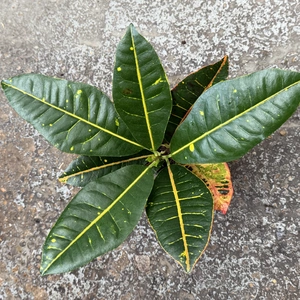Codiaeum variegatum ‘Petra’  (Pot Size 13cm) Croton Iceton - image 2