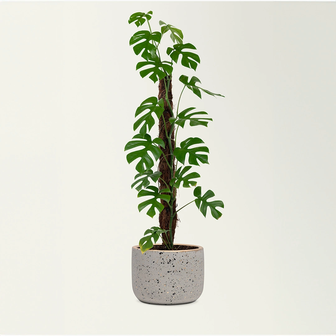 Moss pole for monstera -  France