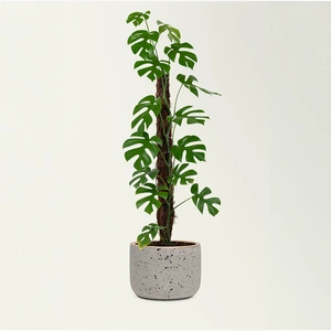 Coir Plant Climbing Pole (70cm) Moss Plant Pole