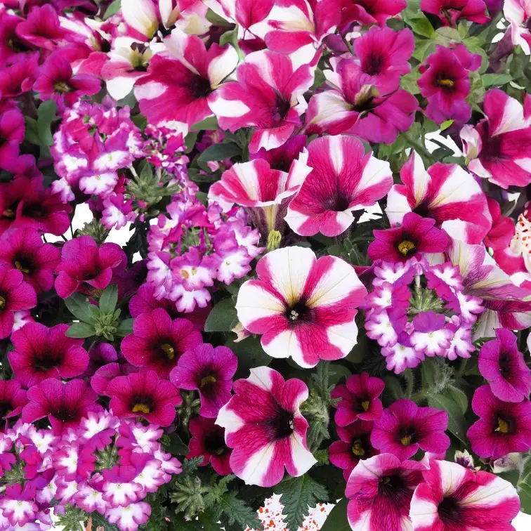Confetti Garden® 'Shocking Hot Pink' (Pot Size 13cm) The Boma Garden