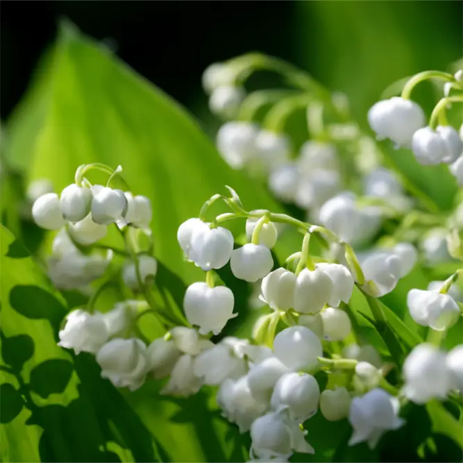 Convallaria Majalis (Pot Size 9cm) Lily of the Valley