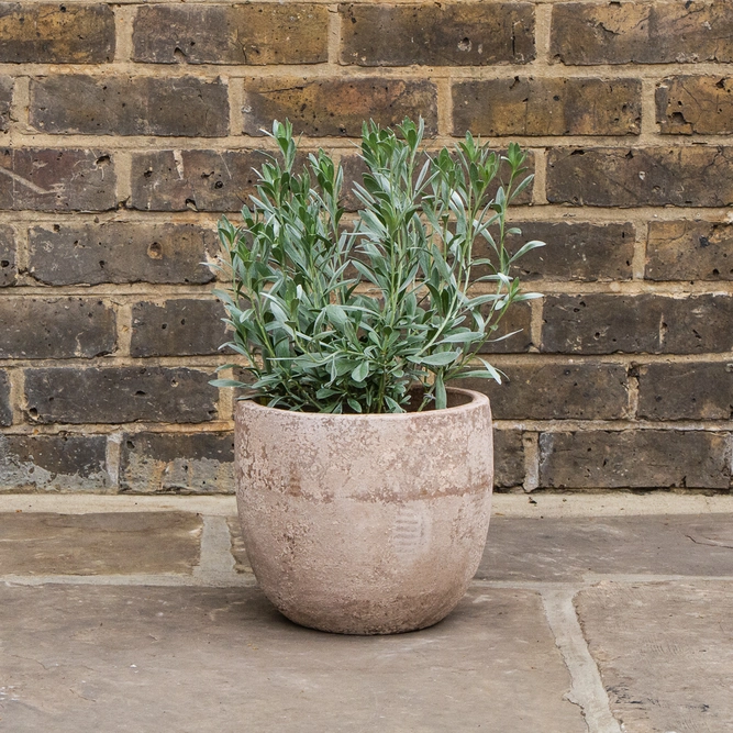 Convolvulus cneorum (Pot Size 26cm) Shrubby Bindweed - image 3