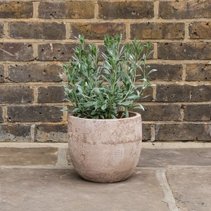 Convolvulus cneorum (Pot Size 2L) Shrubby Bindweed - image 3