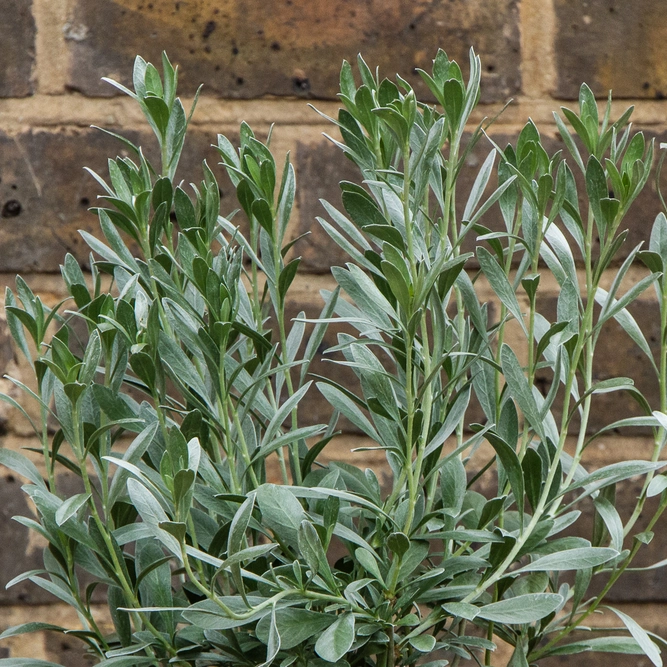 Convolvulus cneorum (Pot Size 26cm) Shrubby Bindweed - image 4