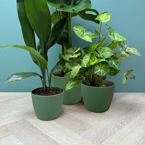 Copa Plastic Indoor Plant Pot Cover - Green (Pot Size 16cm) - image 2