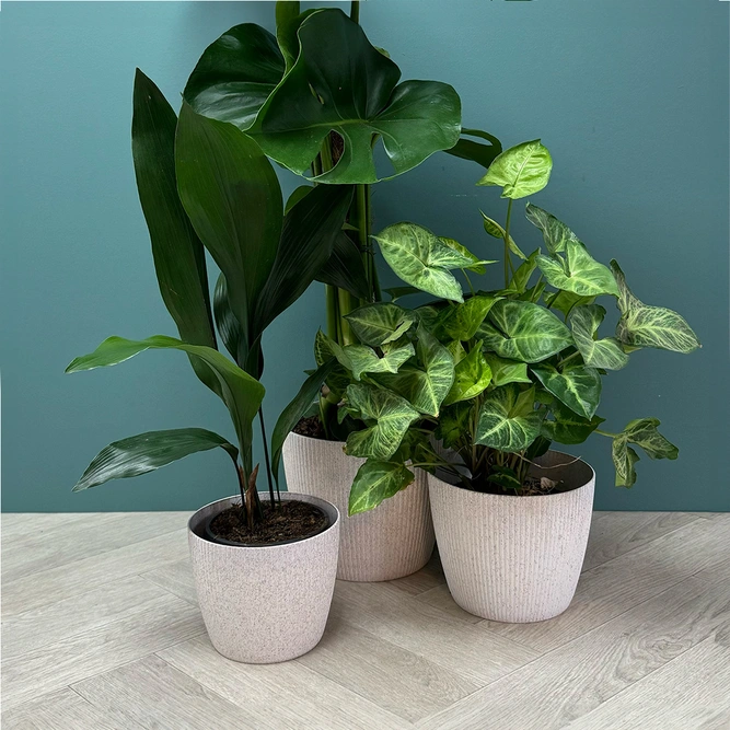 Copa Plastic Indoor Plant Pot Cover - White (Pot Size 10x11cm) - image 3