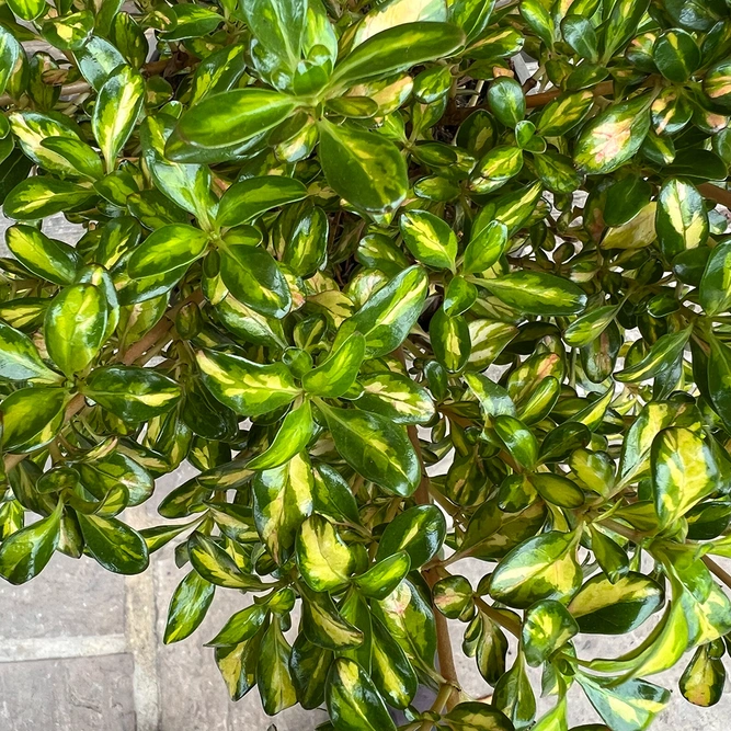 Coprosma 'Lemon and Lime' (3L) - image 1