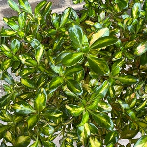 Coprosma 'Lemon and Lime' (3L) - image 2