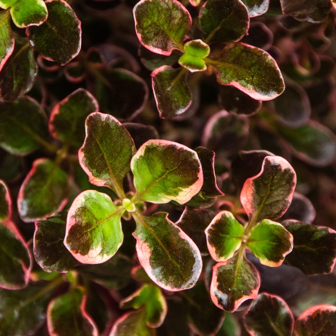 Looking Glass Plant - Coprosma 'Pacific Dawn'