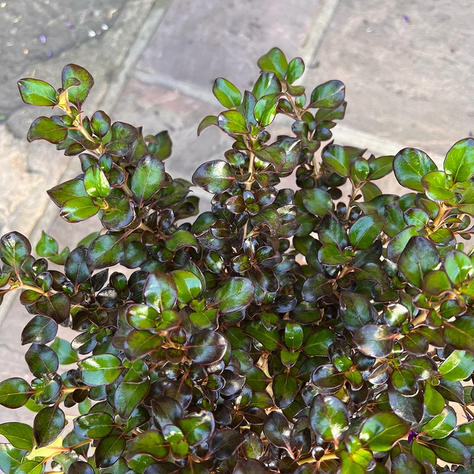 Coprosma 'Purple Haze' (3L) Glossy Purple 'Purple Haze' - image 1