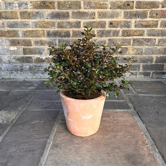 Coprosma 'Purple Haze' (3L) Glossy Purple 'Purple Haze' - image 2