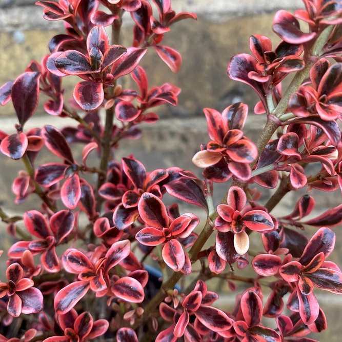 Coprosma repens 'First Burst' (Pot Size 15cm) - Mirror bush