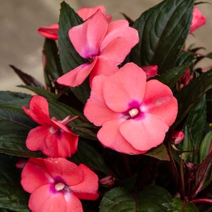 Coral New Guinea Impatiens (13cm pot)