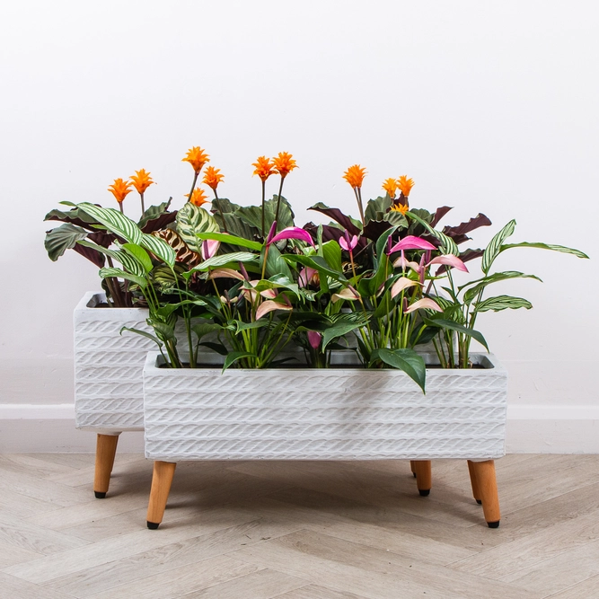 Corda Trough White (W65cm x D21cm x H34cm) Multi-use Indoor Plant Pot Cover On Legs - image 6