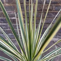 Cordyline