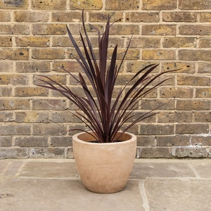 Cordyline australis 'Black Night' (Pot Size 7L) - Cabbage-palm - image 1