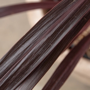 Cordyline australis 'Black Night' (Pot Size 7L) - Cabbage-palm - image 3