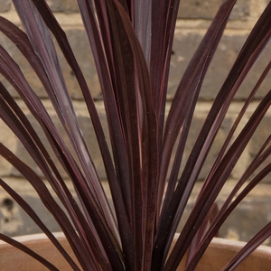 Cordyline australis 'Black Night' (Pot Size 7L) - Cabbage-palm - image 2