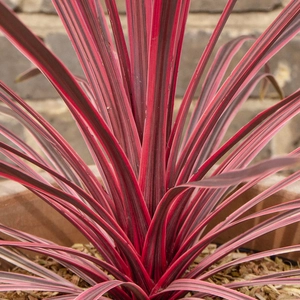 Cordyline australis 'Charlie Boy'