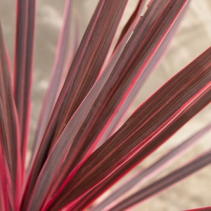 Cordyline australis 'Charlie Boy'