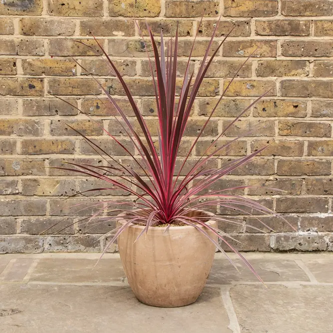 Cordyline australis 'Charlie Boy'