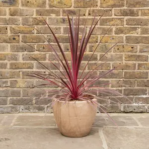 Cordyline australis 'Charlie Boy'