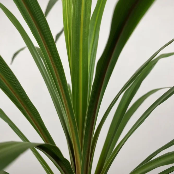 Cordyline australis 'Peko' (Pot Size 11cm) Cabbage-tree - image 1
