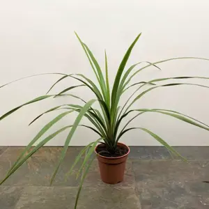 Cordyline australis 'Peko' (Pot Size 11cm) Cabbage-tree - image 2