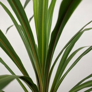 Cordyline australis 'Peko' (Pot Size 1L) - Cabbage-tree - image 1