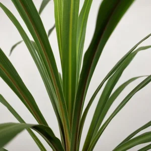 Cordyline australis 'Peko' (Pot Size 18L) Cabbage-tree - image 1